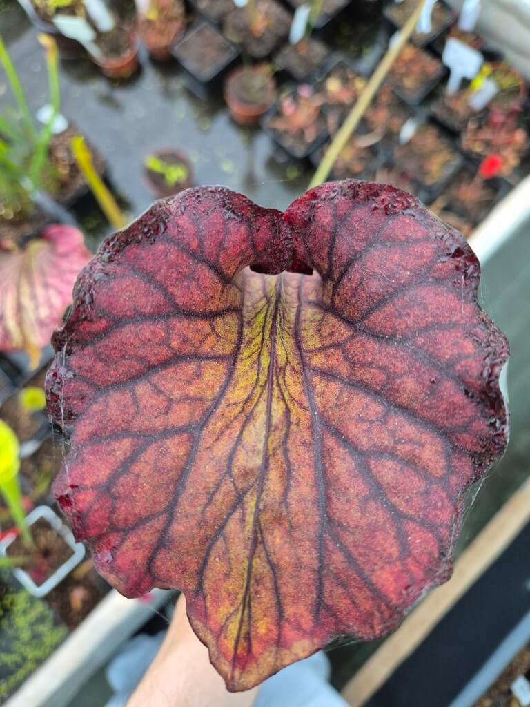 Sarracenia 'Hades'