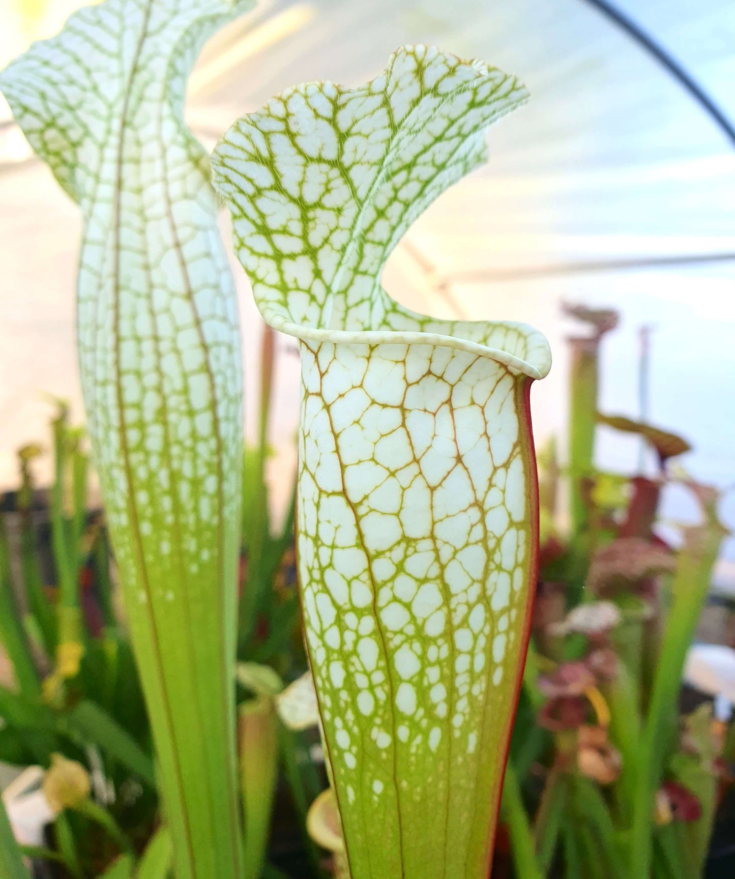 Sarracenia Hurricane Creek White clone F