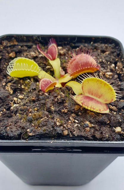 Dionaea muscipula '아이리스'