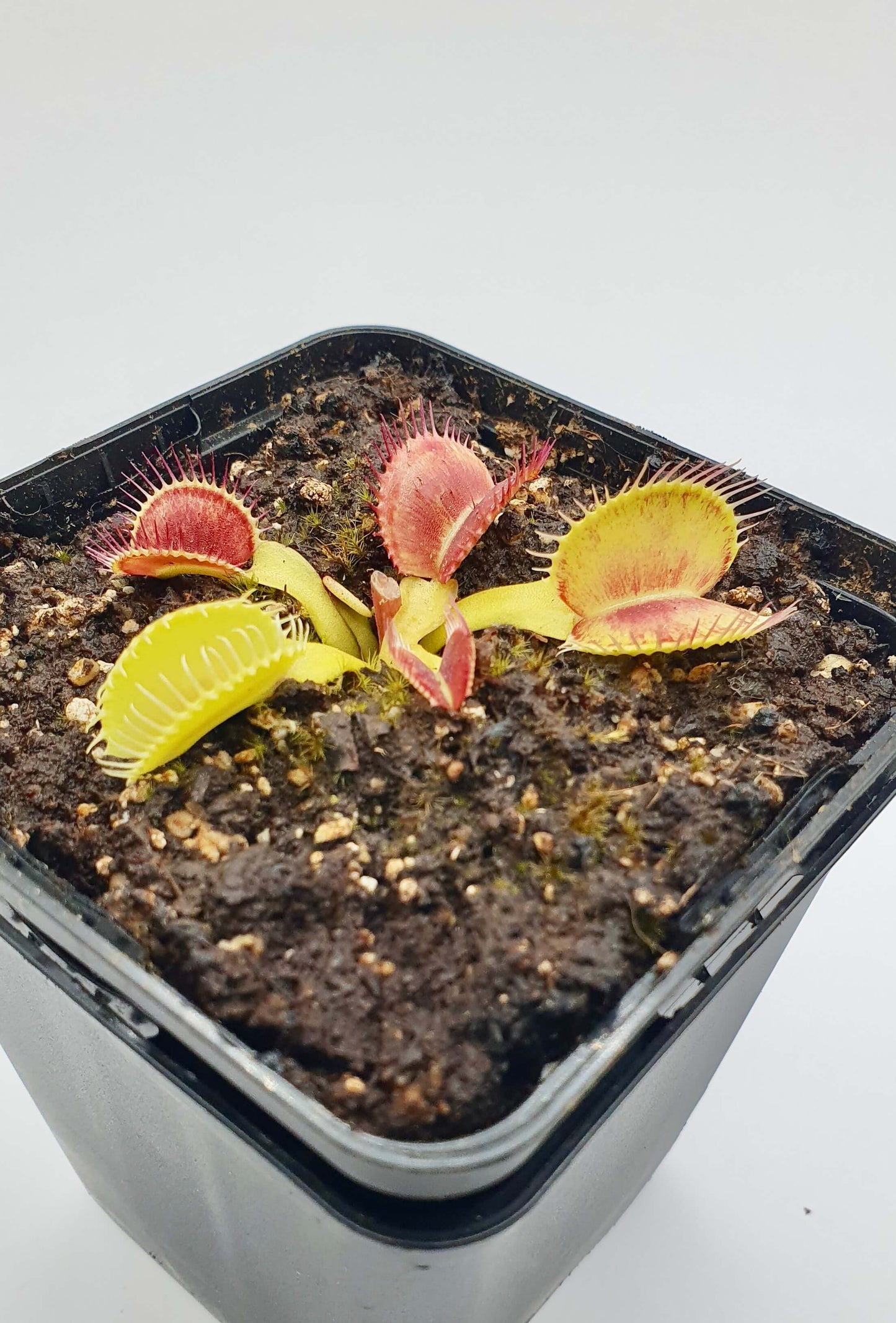 Dionaea muscipula '아이리스'