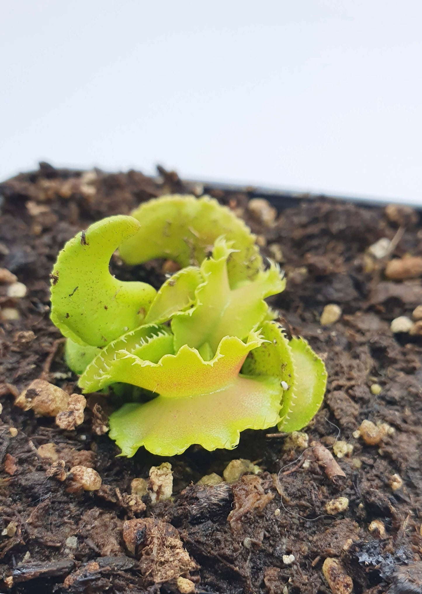 Dionaea muscipula "김일성"