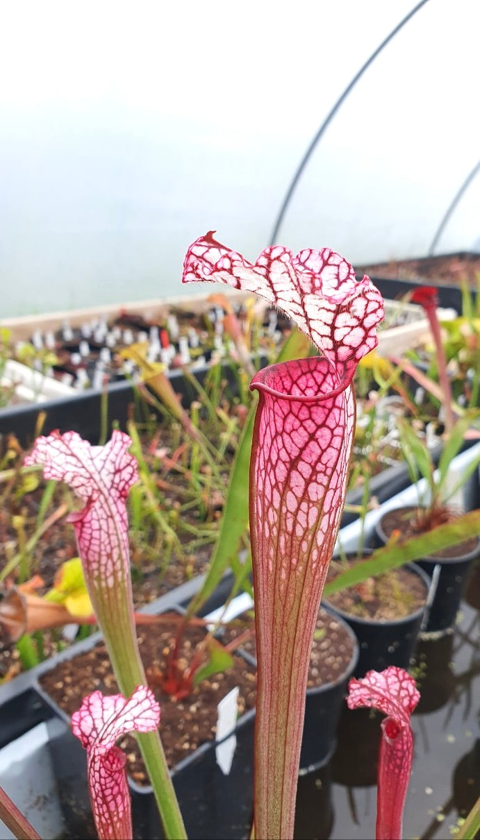 Sarracenia leucophylla red/pink tube, Perdido, Alabama (L49B MK)