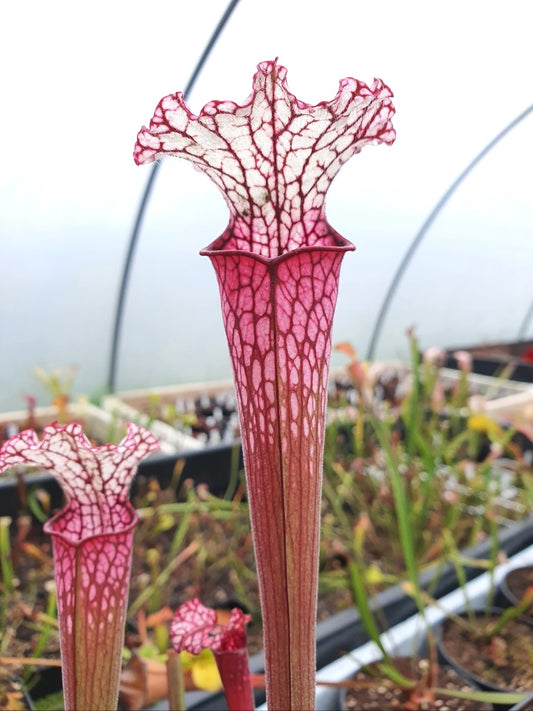 Sarracenia leucophylla red/pink tube, Perdido, Alabama (L49B MK)