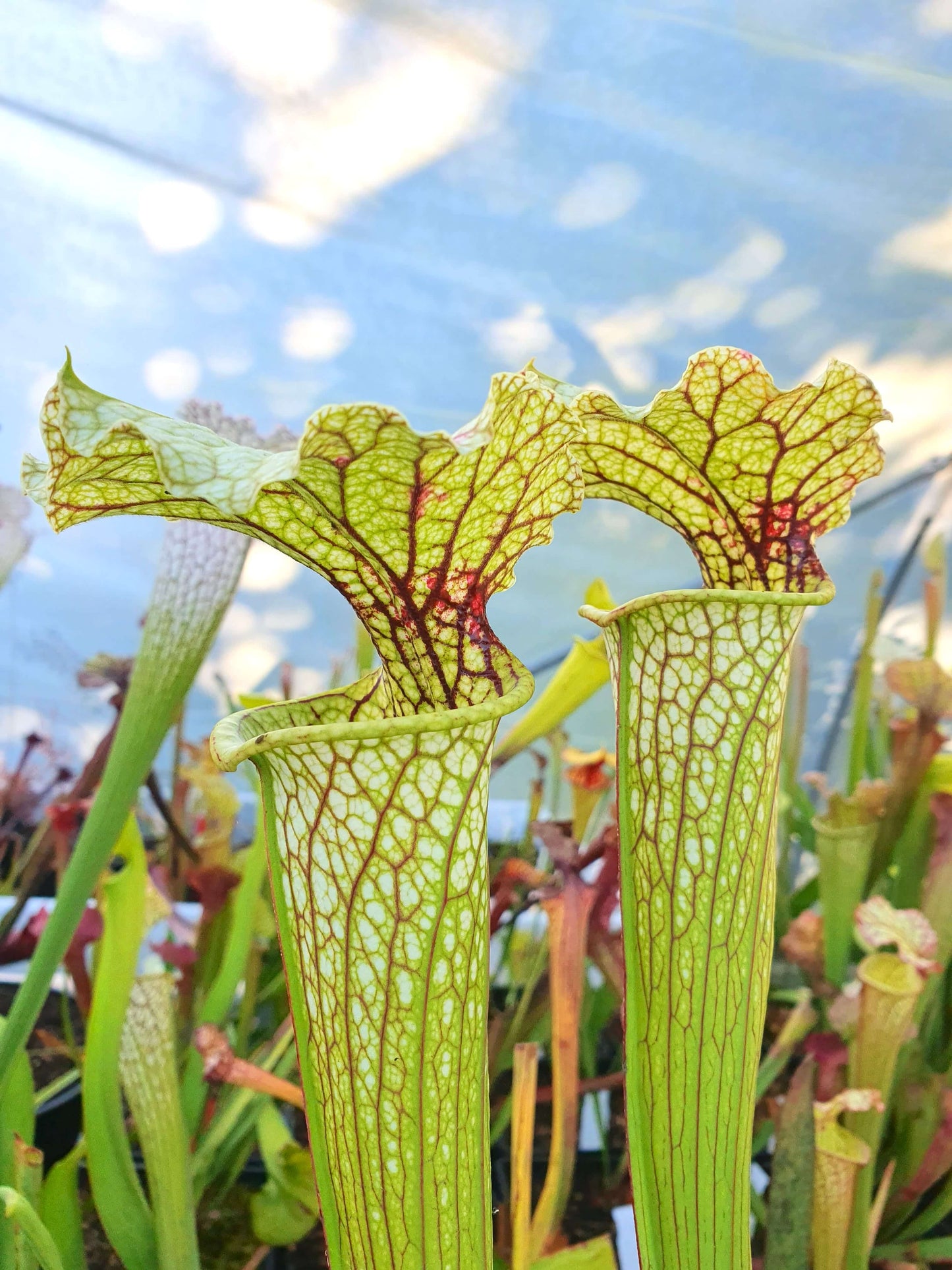 Sarracenia 'Leviathan'