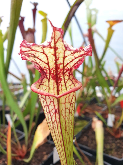 Sarracenia 'Lynda Butt'