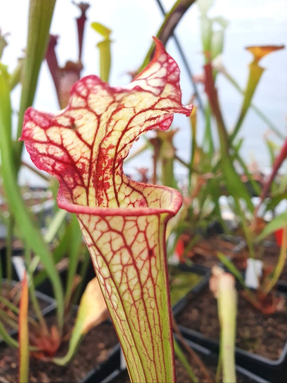 Sarracenia 'Lynda Butt'