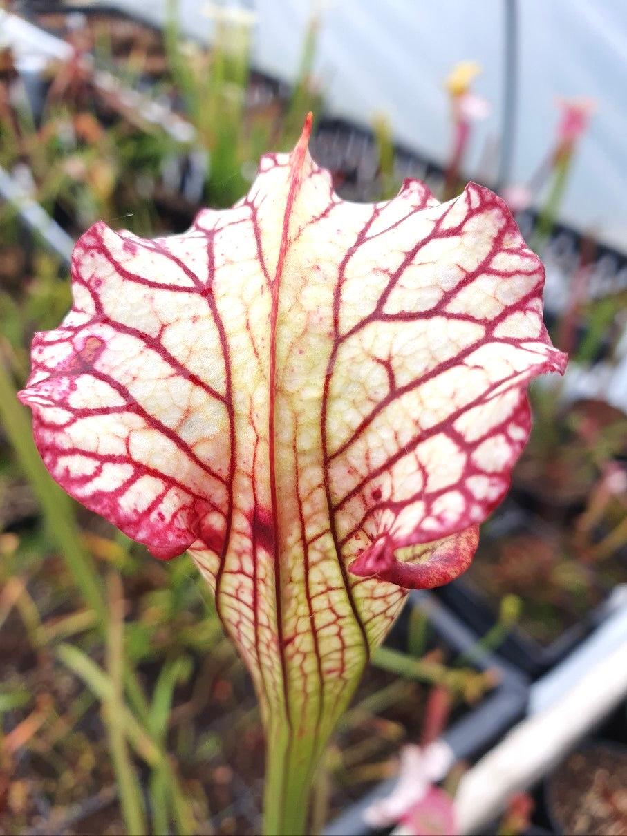 Sarracenia 'Lynda Butt'