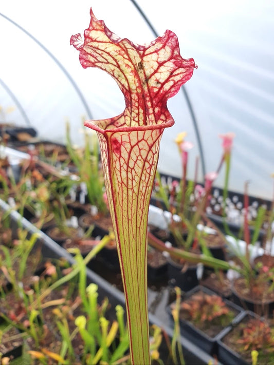 Sarracenia 'Lynda Butt'