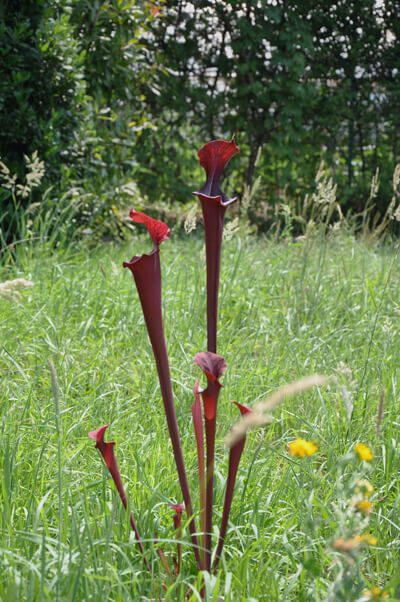Sarracenia 'Metallized'