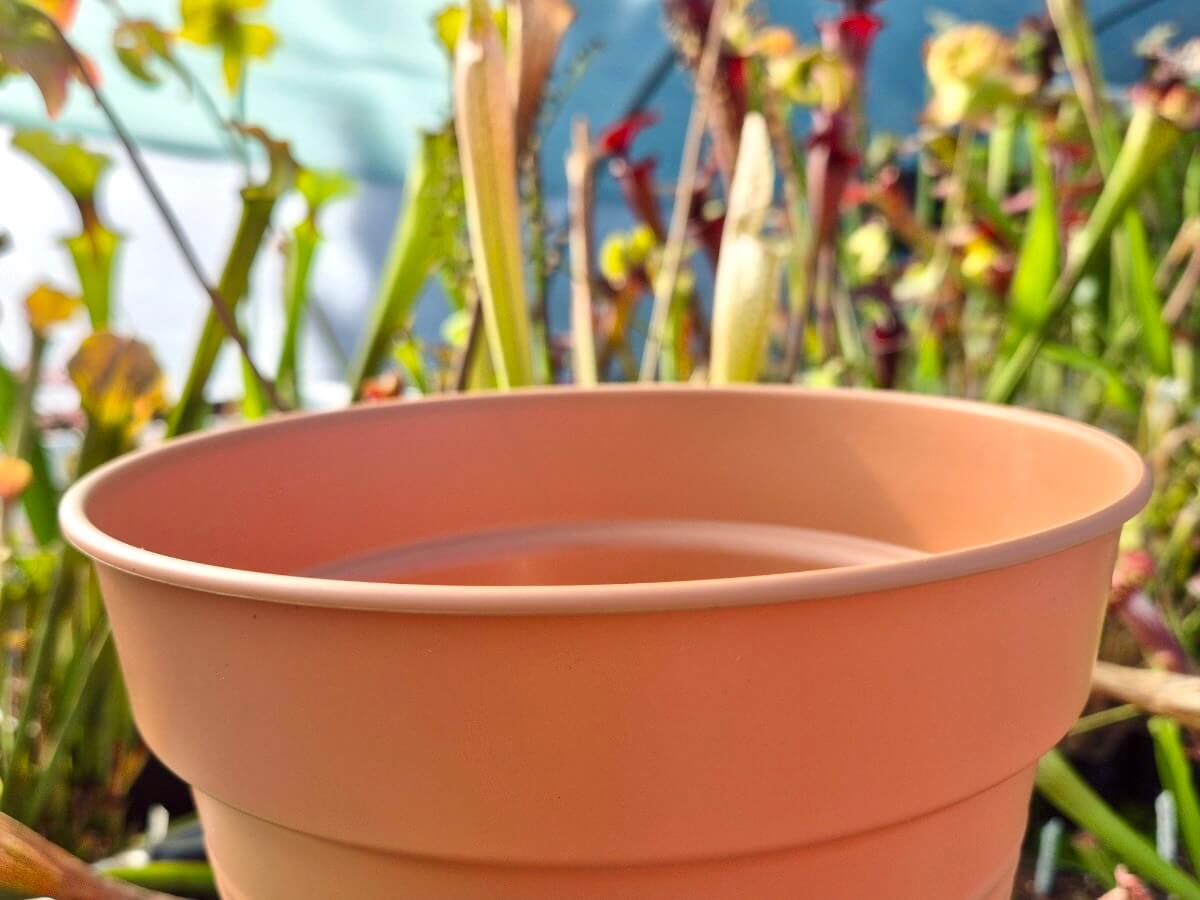 Crée ta mini-tourbière – 3 Plantes Carnivores + Envoi Gratuit