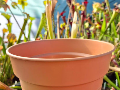 Crée ta mini-tourbière – 3 Plantes Carnivores + Envoi Gratuit