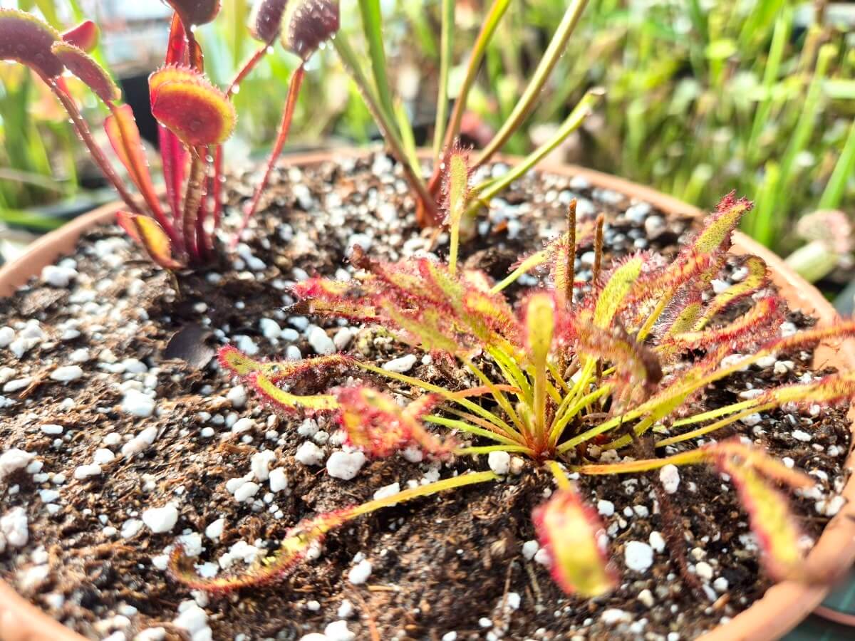 Crée ta mini-tourbière – 3 Plantes Carnivores + Envoi Gratuit