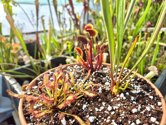 Crée ta mini-tourbière – 3 Plantes Carnivores + Envoi Gratuit