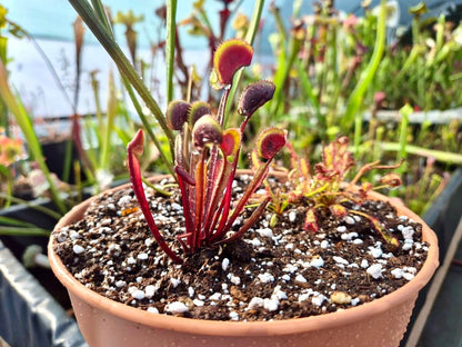 Crée ta mini-tourbière – 3 Plantes Carnivores + Envoi Gratuit