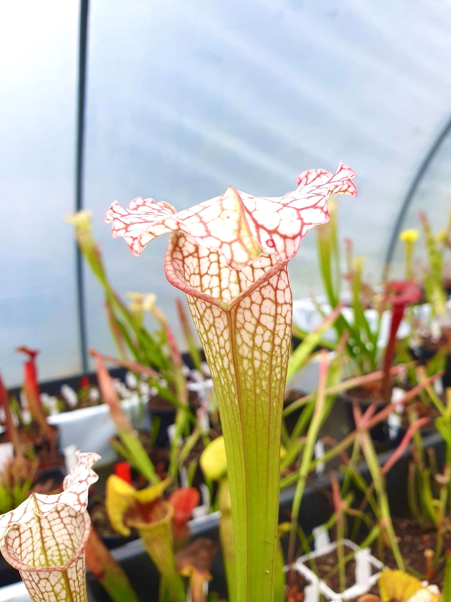 Sarracenia x mitchelliana x white top