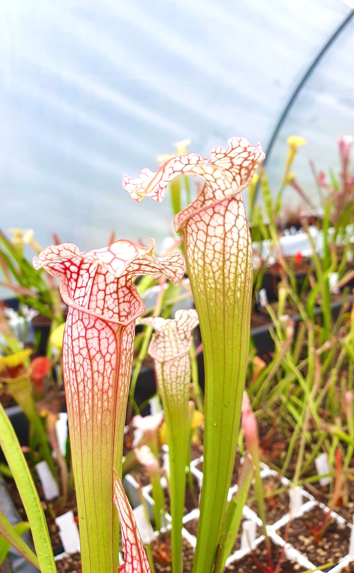 Sarracenia x mitchelliana x white top