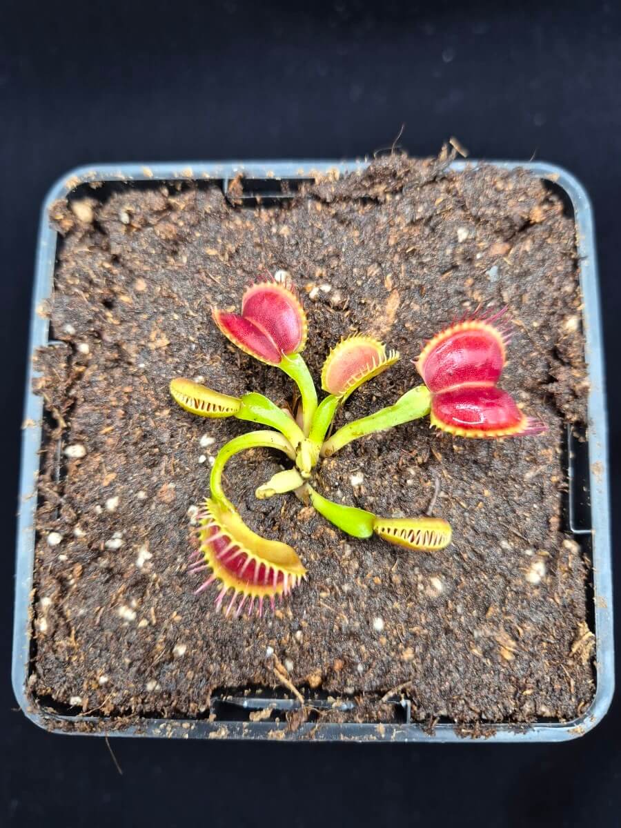 Dionaea muscipula "Moon Trap"