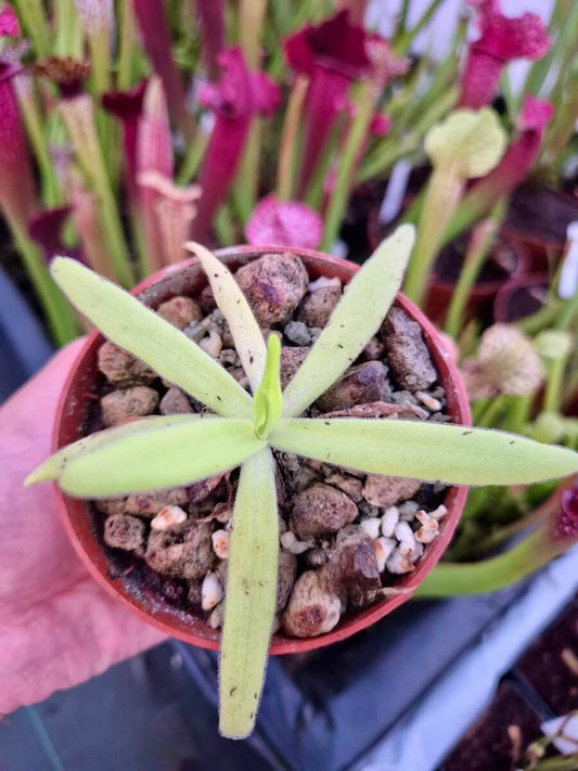 Pinguicula gigantea x moctezumae - rosette de feuilles