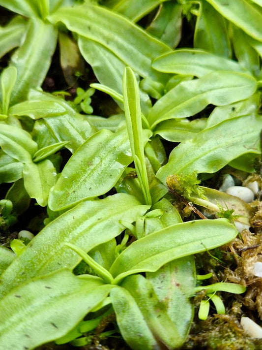 Pinguicula primuliflora Rose - rosette de feuilles sans fleur