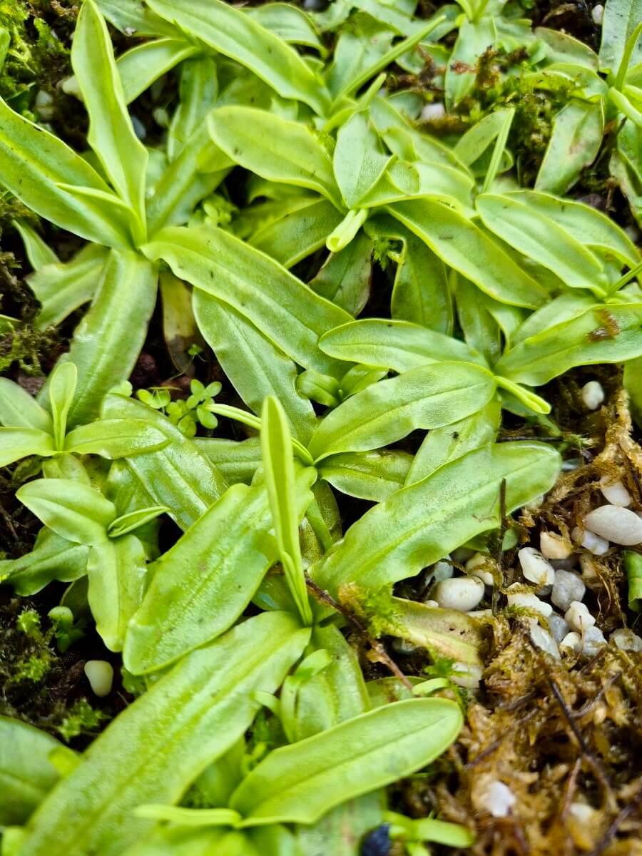 Pinguicula primuliflora Rose - plante carnivore vue de dessus