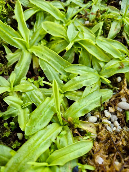 Pinguicula primuliflora Rose - plante carnivore vue de dessus