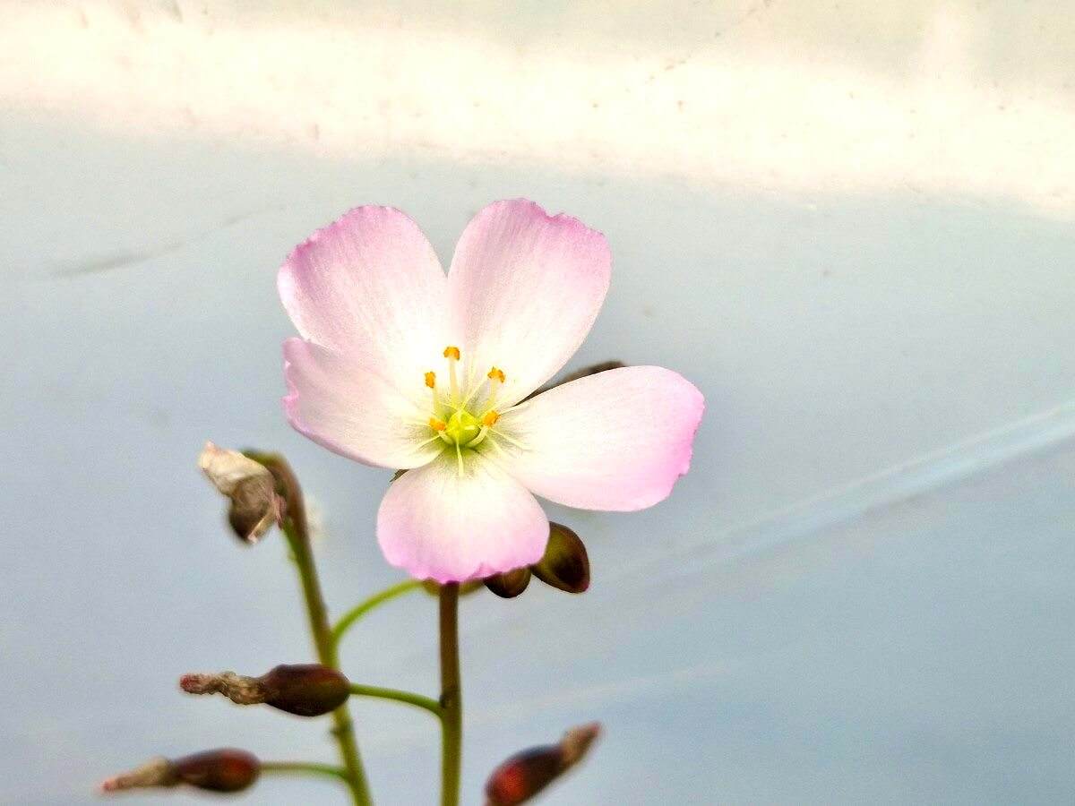 Drosera binata var. multifida "Pink Flower"
