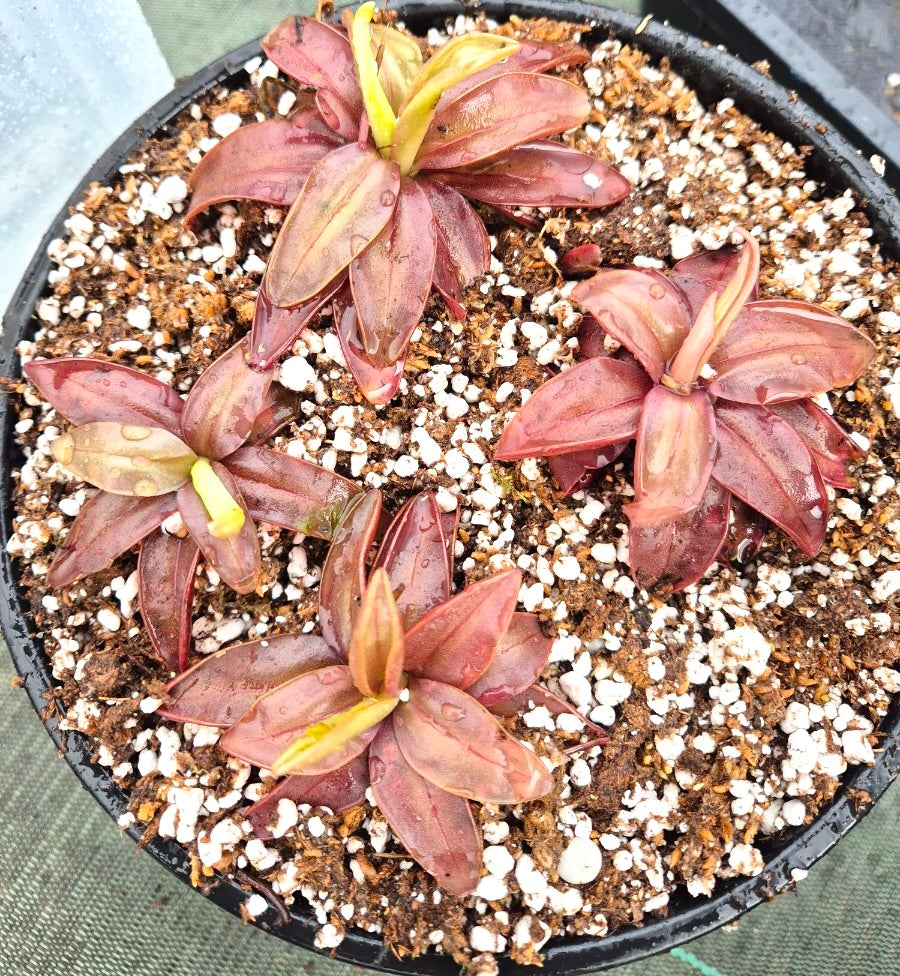 Pinguicula planifolia