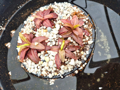 Pinguicula planifolia