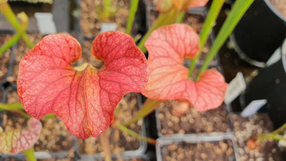 Sarracenia 'Reptilian Rose'