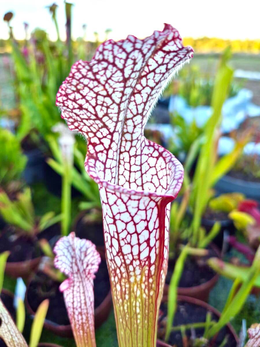 Sarracenia leucophylla Santa Rosa Co. - plante carnivore vue d'ensemble