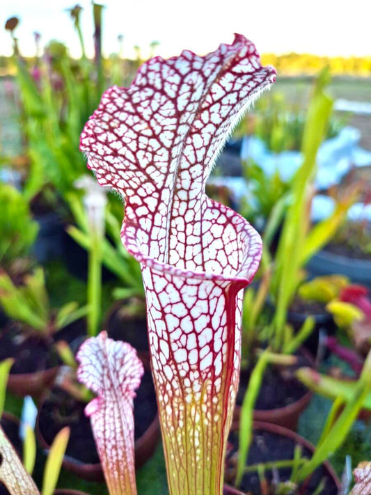 Sarracenia leucophylla Santa Rosa Co. - plante carnivore vue d'ensemble