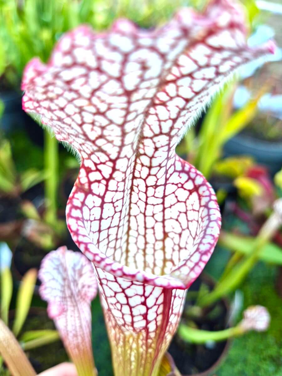 Sarracenia leucophylla Santa Rosa Co. - urnes en gros plan
