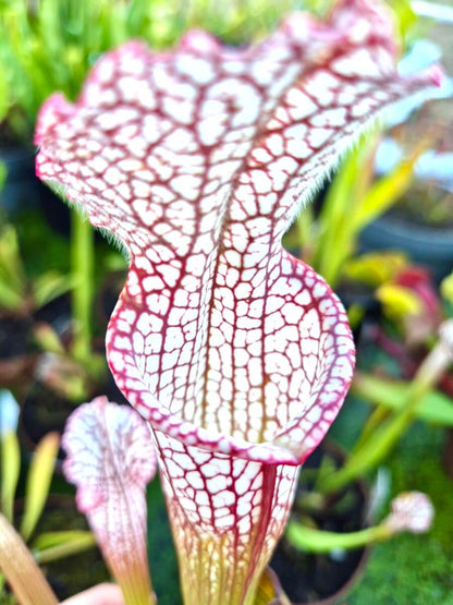 Sarracenia leucophylla Santa Rosa Co. - urnes en gros plan