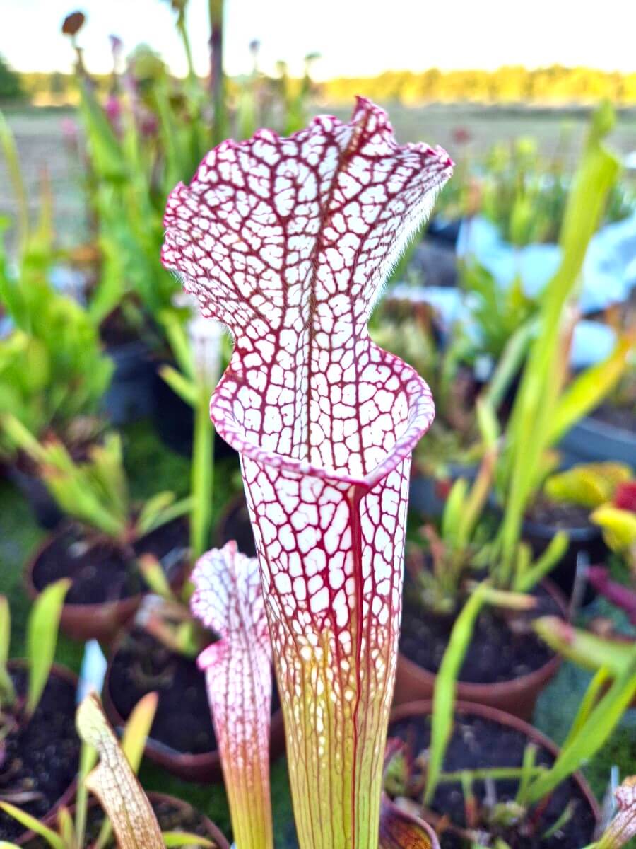 Sarracenia leucophylla Santa Rosa Co. - plante carnivore Carnivore de Sologne