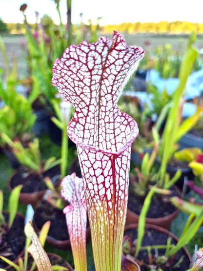 Sarracenia leucophylla Santa Rosa Co. - plante carnivore Carnivore de Sologne