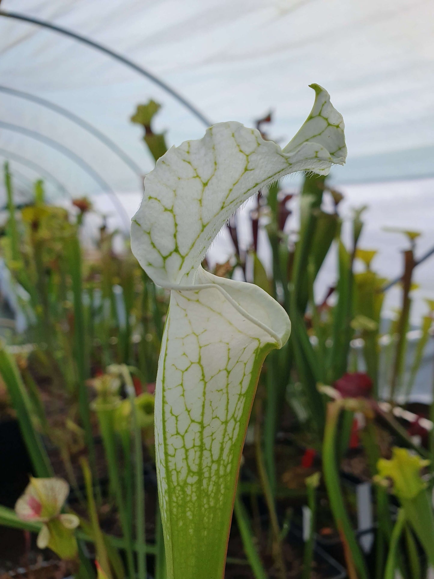 Sarracenia leucophylla var. Alba