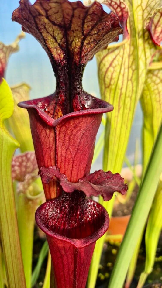 Sarracenia "Kou Sanglant", opercule veiné et gorge rouge intense, Sarracenia rare