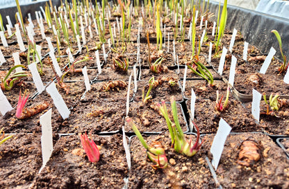 Sarracenia hybride CDS (unique)