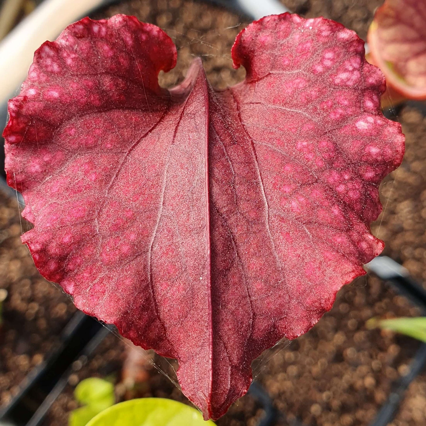 Sarracenia x moorei "Praetorian Guard"