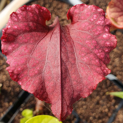 Sarracenia x moorei "Praetorian Guard"