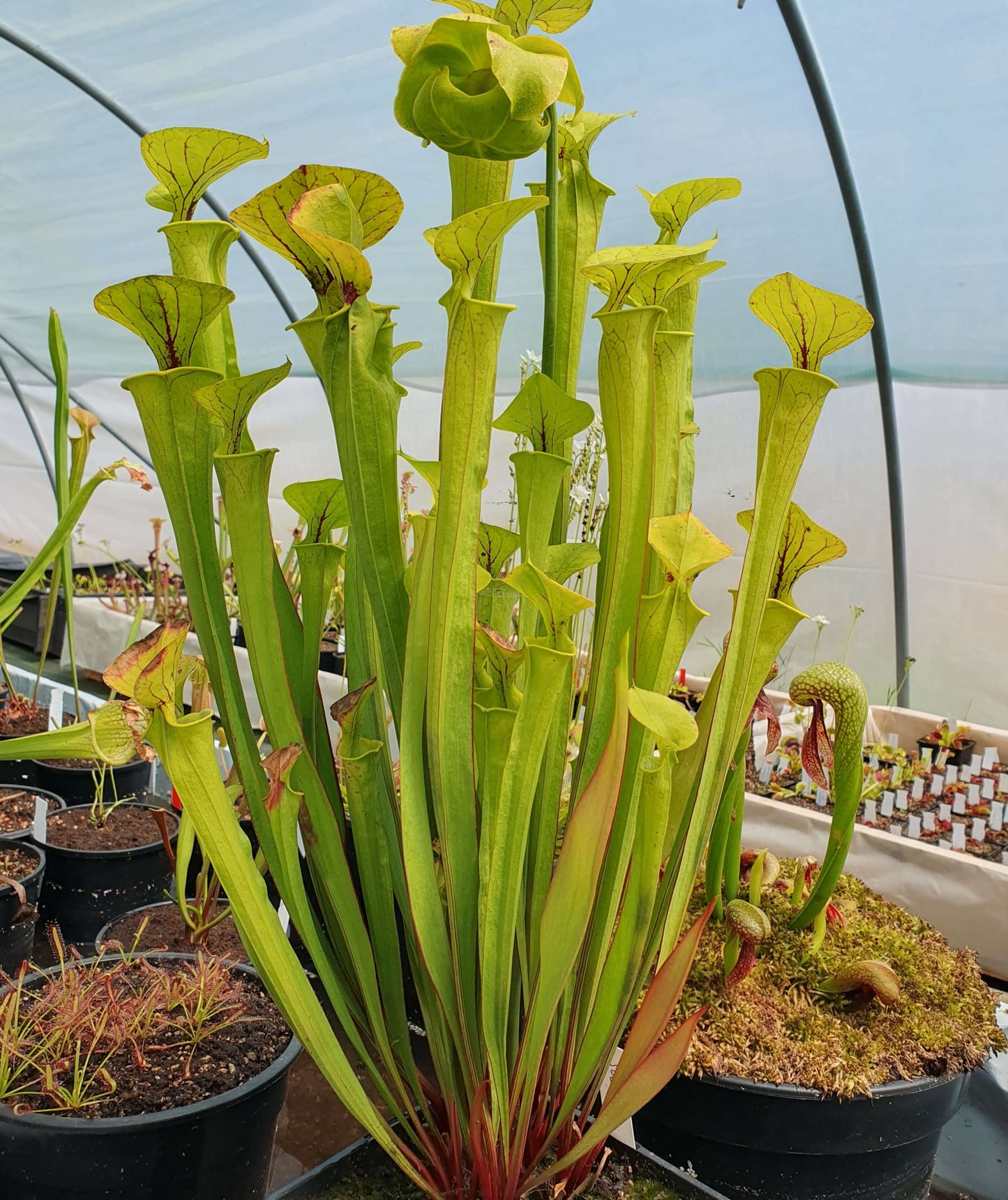 Sarracenia rubra - ASX015 하이브리드