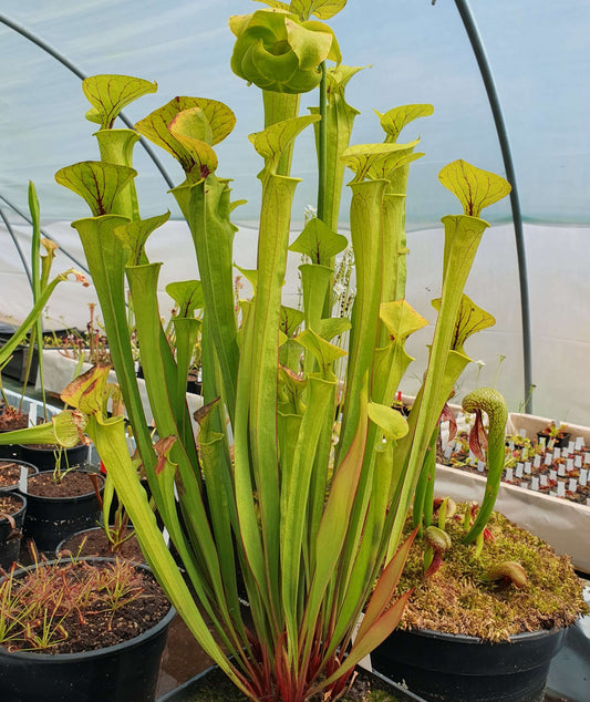 Sarracenia rubra - ASX015 하이브리드