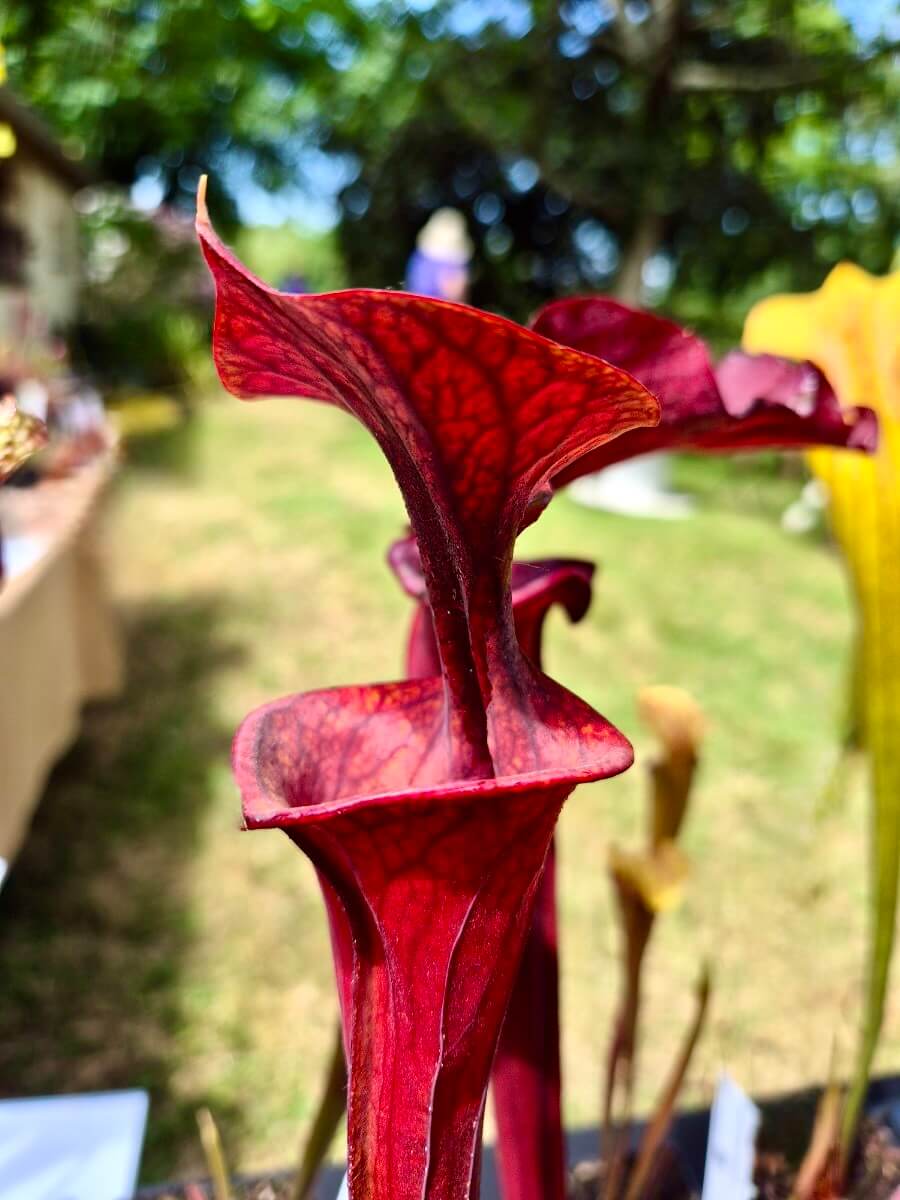 Sarracenia F20MK, Sarracenia rare de collection, urne rouge einée