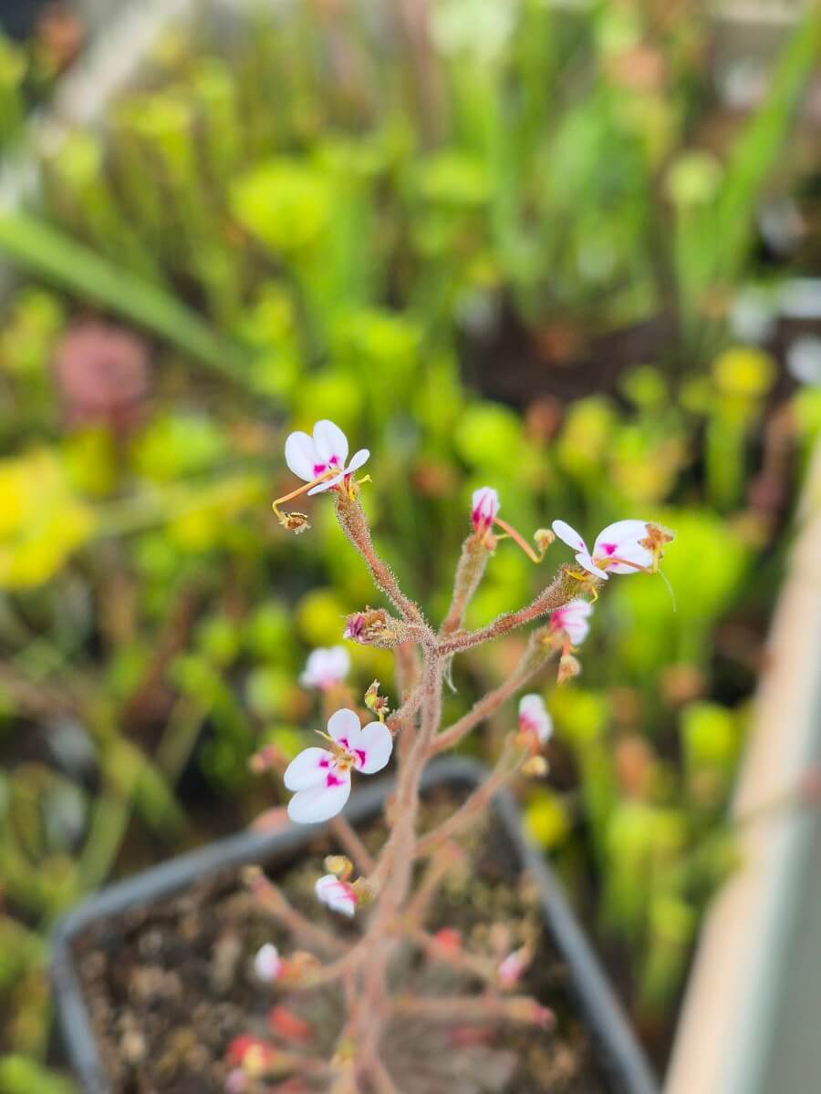 Stylidium assimile