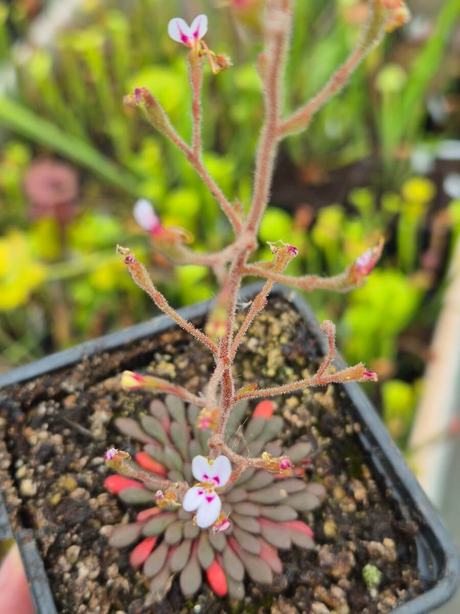 Stylidium assimile