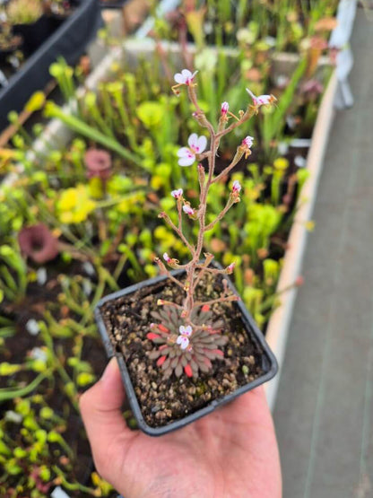 Stylidium assimile