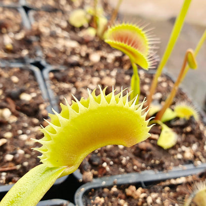 Dionaea muscipula 'Tiger Fangs'