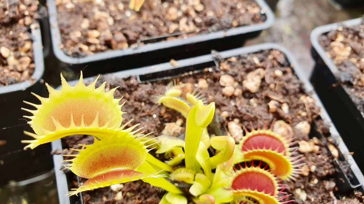 Plante carnivore Dionaea muscipula "Tiger Fangs" à la pépinière Carnivore de Sologne