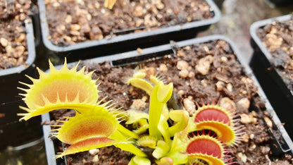 Plante carnivore Dionaea muscipula "Tiger Fangs" à la pépinière Carnivore de Sologne