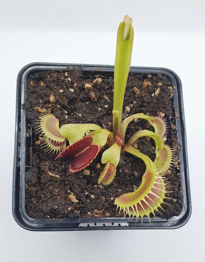 Dionaea muscipula '타이거 송곳니'